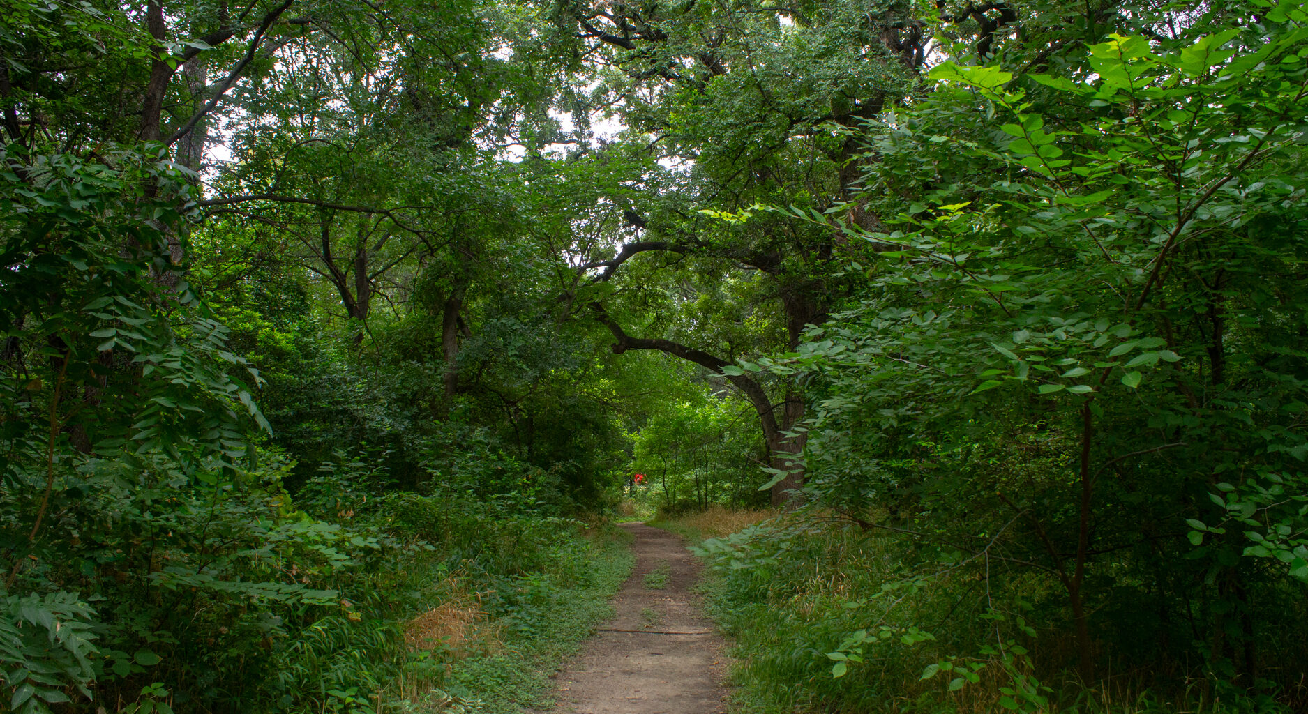 Here’s what the care looks like for Fort Worth trees following winter freeze