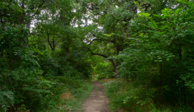 Here’s what the care looks like for Fort Worth trees following winter freeze
