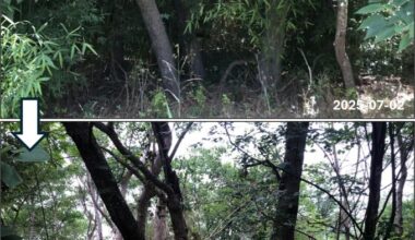 Before and after invasiva bamboo removal at Roy G Guerrero Park