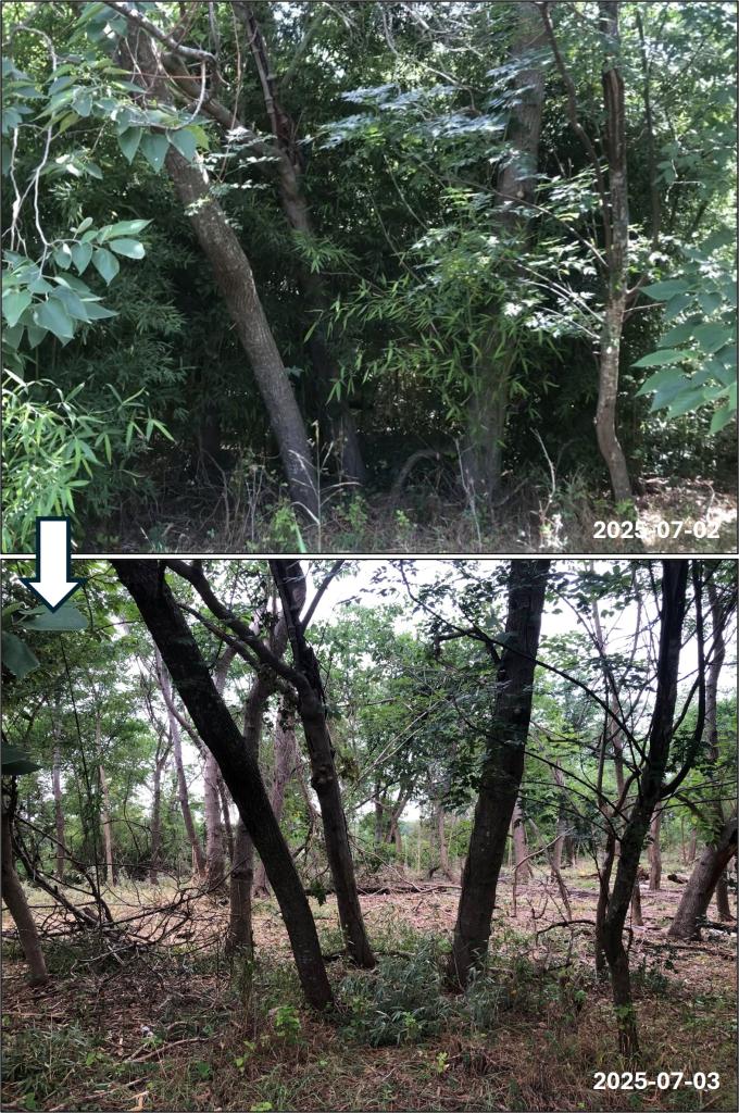 Before and after invasiva bamboo removal at Roy G Guerrero Park