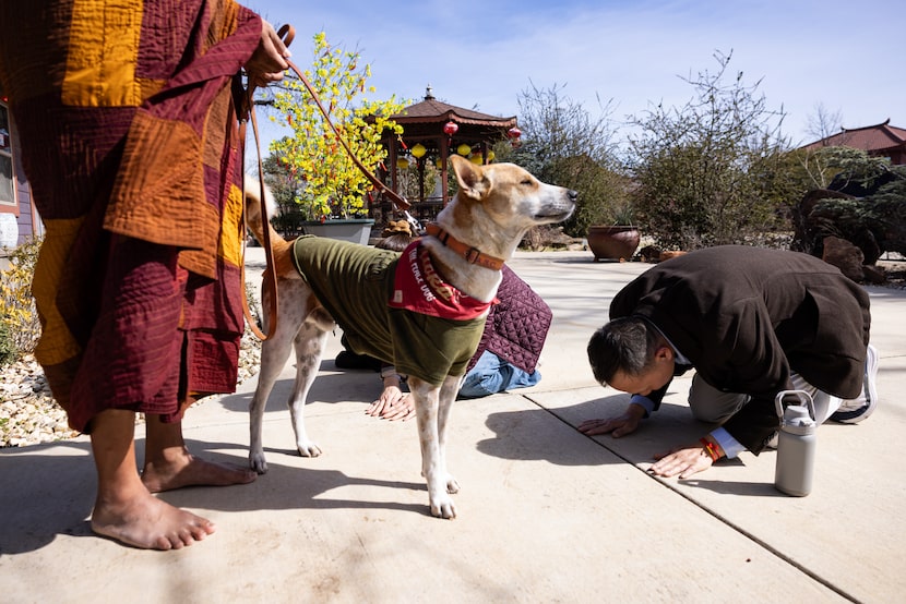 Aloka the dog soaks up sunshine while visitors Dung Ton and My Tran bow to Venerable Bhikkhu...