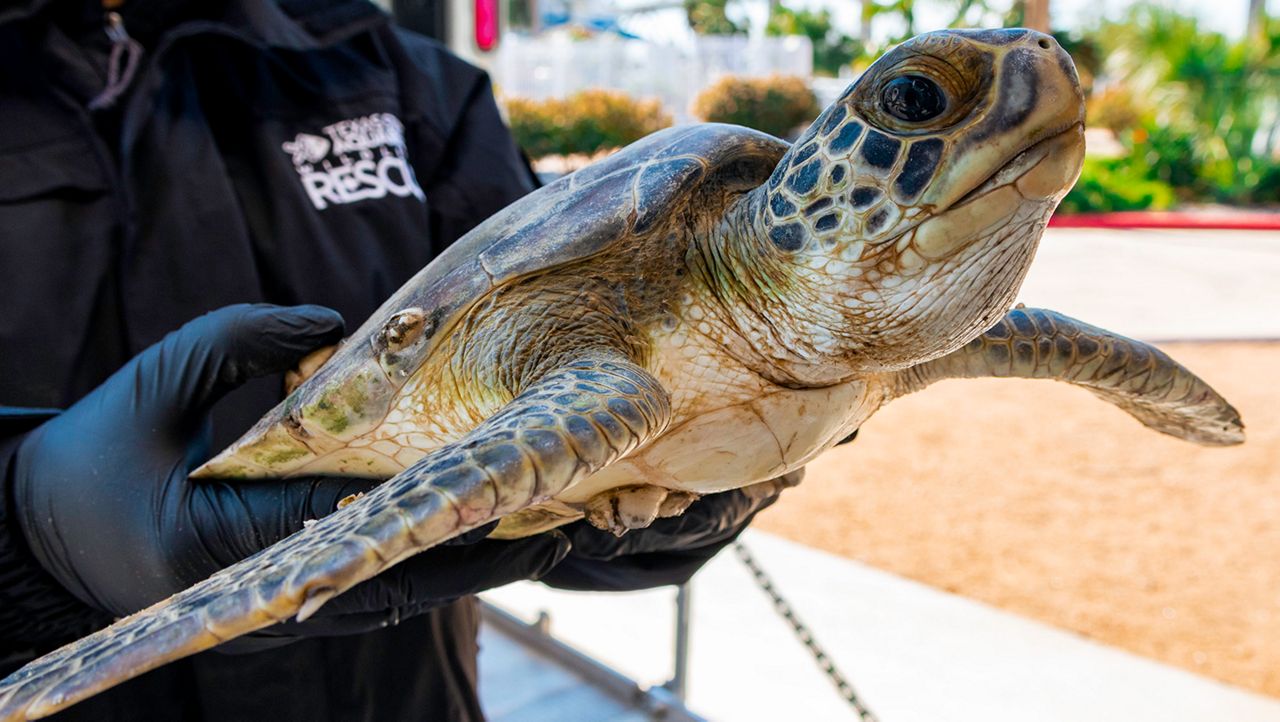 One of the stunned sea turtles arrives at the Texas State Aquarium Wildlife Rescue Center to be checked out by medical staff. (Texas State Aquarium)
