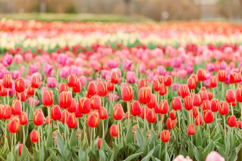 Tulipalooza runs Feb. 27 to March 15 at Getzendaner Memorial Park in Waxahachie.