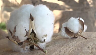 Sid Miller proposes Agriculture Freedom Zones, protecting farmland from AI expansion