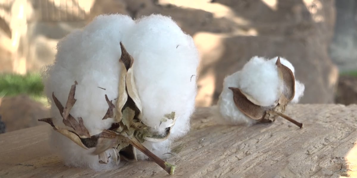 Sid Miller proposes Agriculture Freedom Zones, protecting farmland from AI expansion