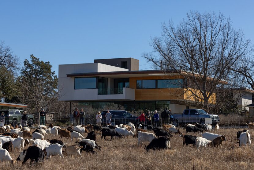 Goats can be seen grazing just across the street from the Bath House Cultural Center Feb. 5,...