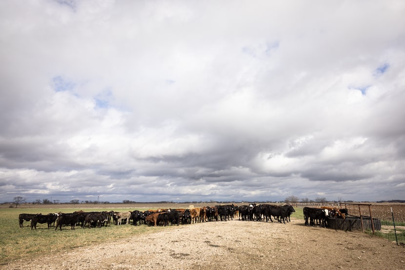 Cattle drink from a trough at A&M McGregor Research Center, a beef cattle research facility,...