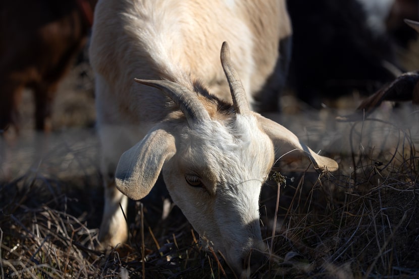 Goats can be seen grazing just across the street from the Bath House Cultural Center Feb. 5,...