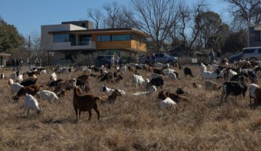 Dallas hires 300 goats to clean up White Rock Lake and yes, they’re very baaa-sy