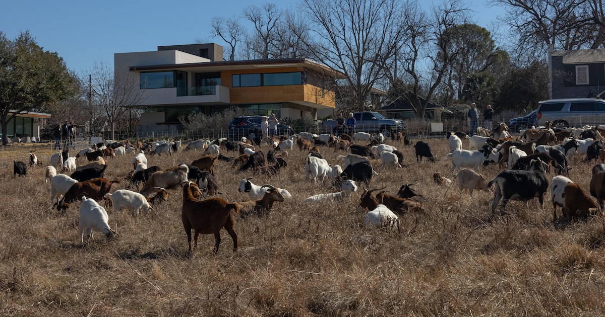 Dallas hires 300 goats to clean up White Rock Lake and yes, they’re very baaa-sy