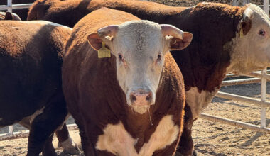 Farm From School Spring 2026 kicks off with bull production Texas Farm Bureau’s Farm From School program launched the Spring 2026 semester with a virtual field trip to W4 Ranch in Morgan.