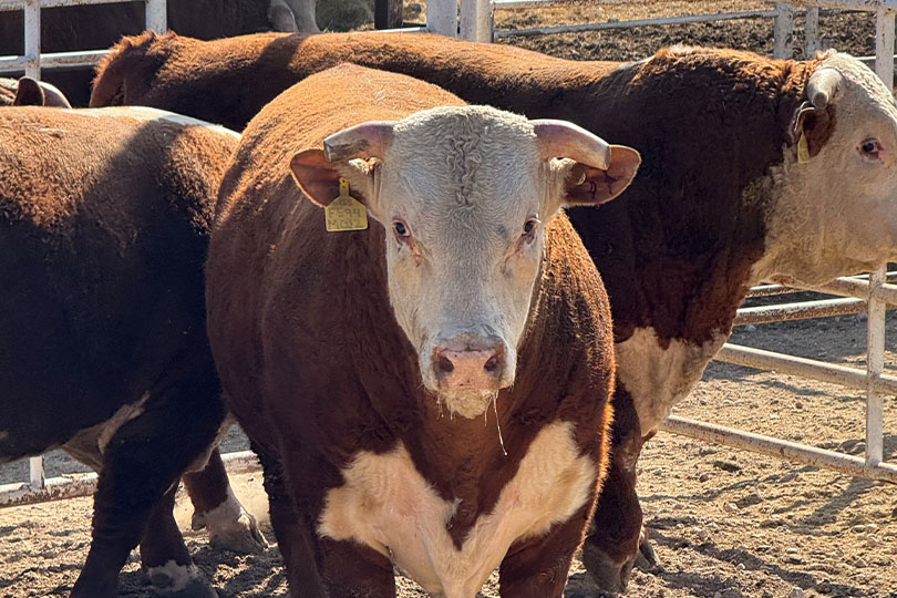 Farm From School Spring 2026 kicks off with bull production Texas Farm Bureau’s Farm From School program launched the Spring 2026 semester with a virtual field trip to W4 Ranch in Morgan.
