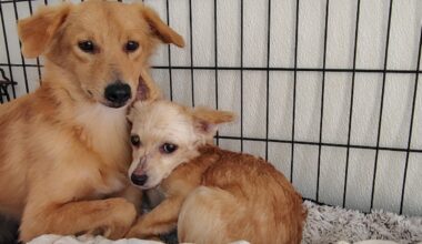 Highland Lakes Canine Rescue seeks donors for Amplify Austin matching campaign