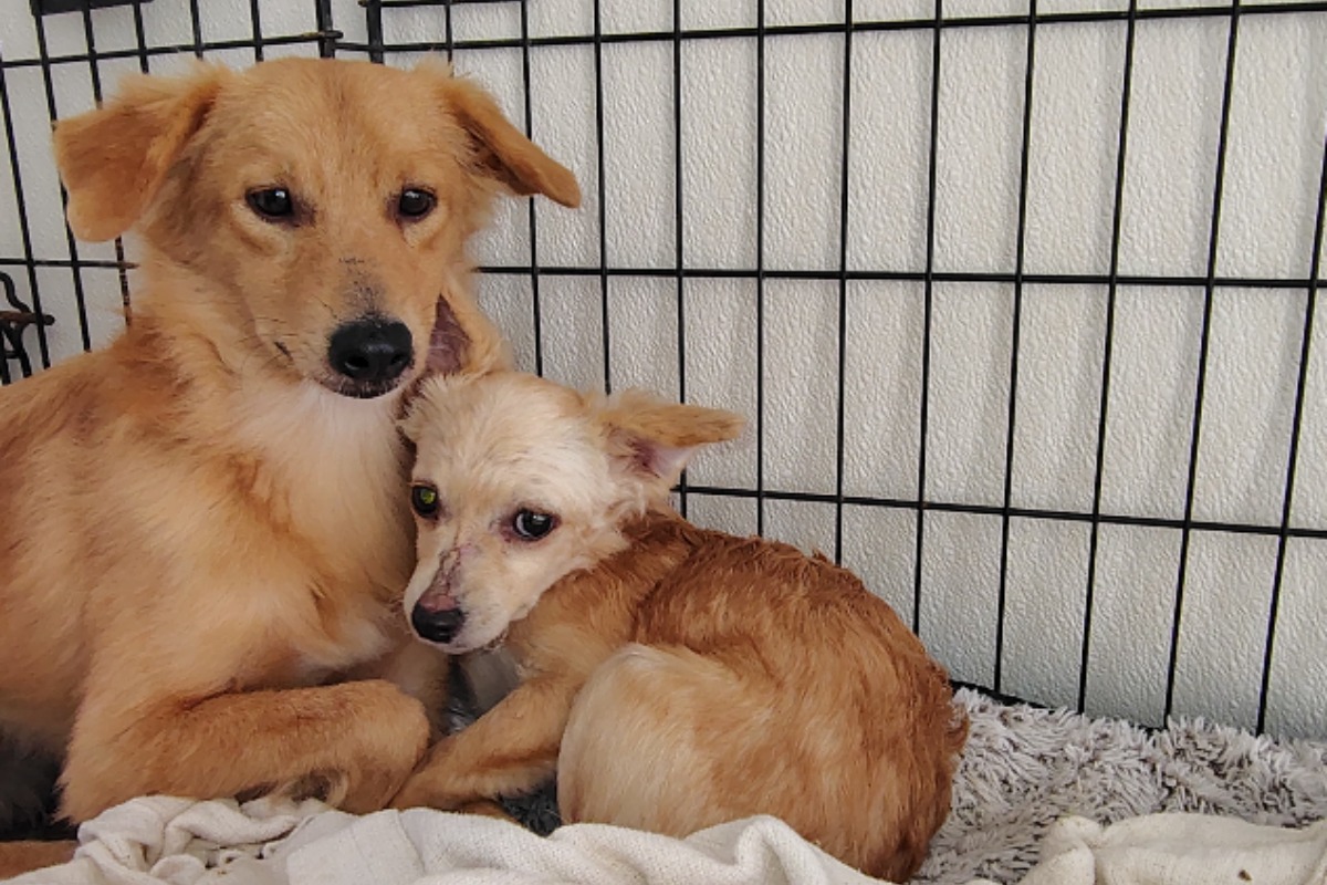Highland Lakes Canine Rescue seeks donors for Amplify Austin matching campaign
