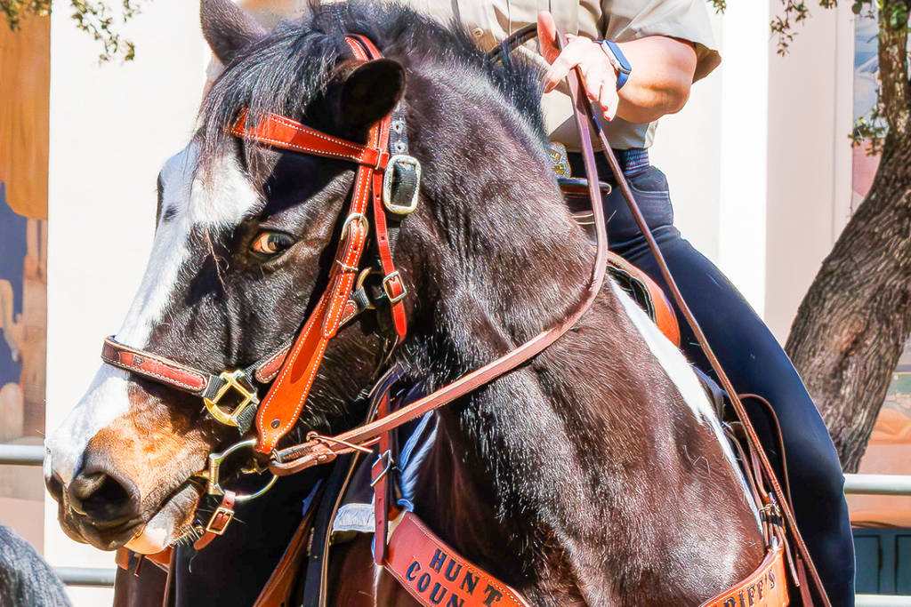 Image shows a close up of a horse.