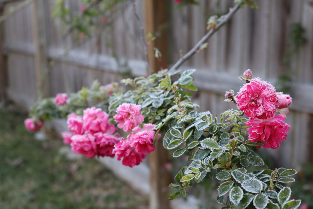 Pink roses covered in frost