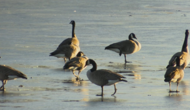 Ransom Canyon issues public safety notice regarding bird flu