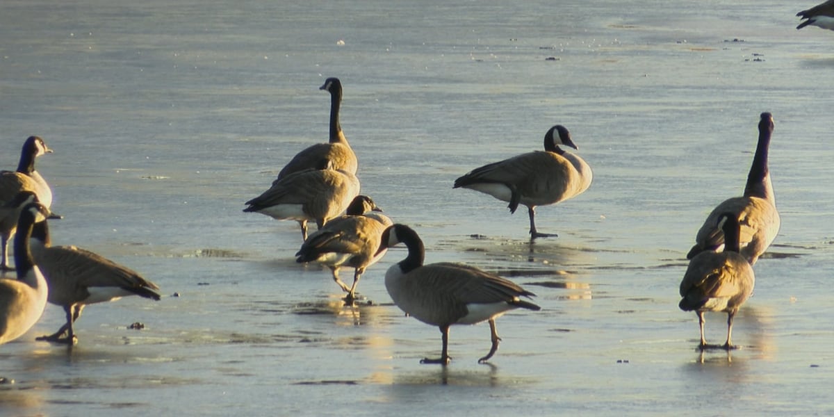 Ransom Canyon issues public safety notice regarding bird flu