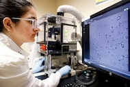 In a photo date July 6, 2022, doctoral student Roopal Dhar studies the effect of...