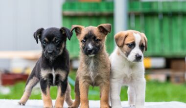 7 Fun Things to Do in Austin This Weekend: Feb. 5-8