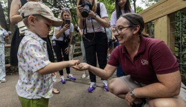 Danny Miles, 3, touches a Texas Horned Lizard held by Robyn Doege, an assistant curator for aquatic ectotherms, during a media event for the grand reopening of the reimagined Mountains & Desert exhibit in the Fort Worth Zoo on Thursday June 20, 2024.