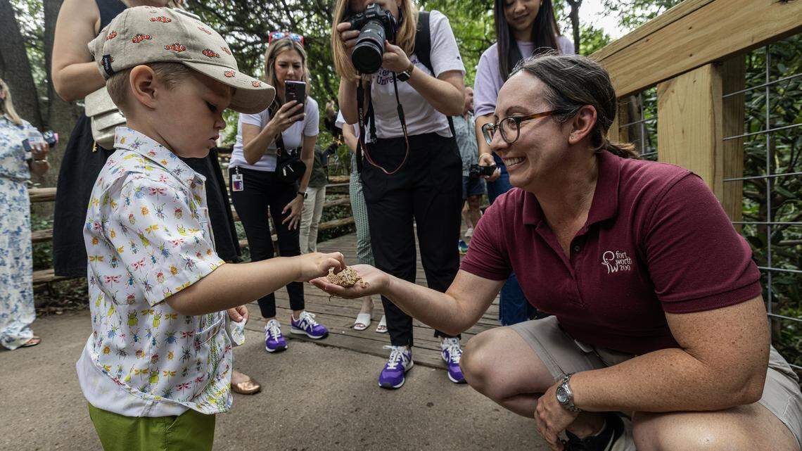 Danny Miles, 3, touches a Texas Horned Lizard held by Robyn Doege, an assistant curator for aquatic ectotherms, during a media event for the grand reopening of the reimagined Mountains & Desert exhibit in the Fort Worth Zoo on Thursday June 20, 2024.