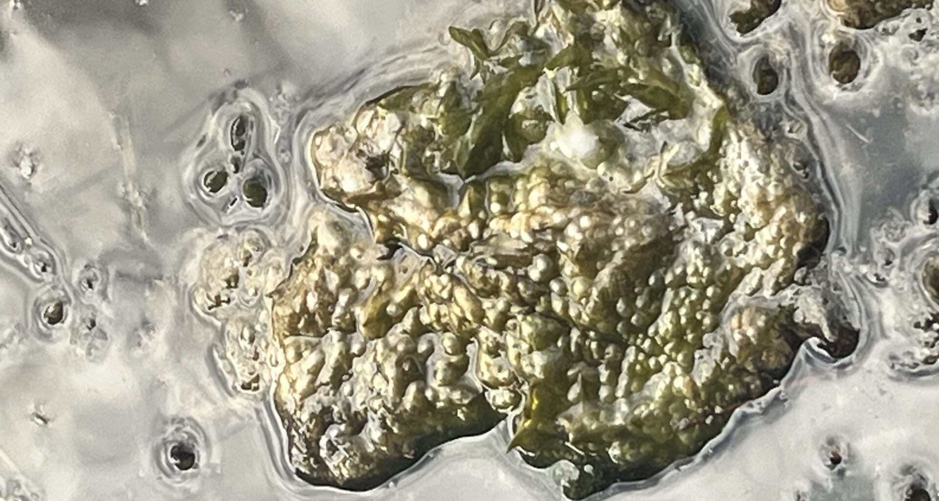 Blue-green algae on top of a water surface