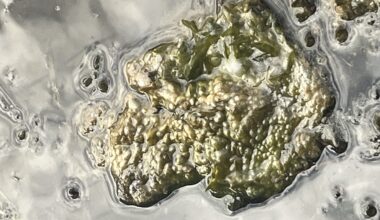 Blue-green algae on top of a water surface