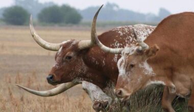 The five employees from a Fort Worth-based company who were indicted Feb. 11 in a $220 million cattle sale fraud are accused of falsifying records to cover their scheme and paying themselves seven-figure salaries, according to court documents.