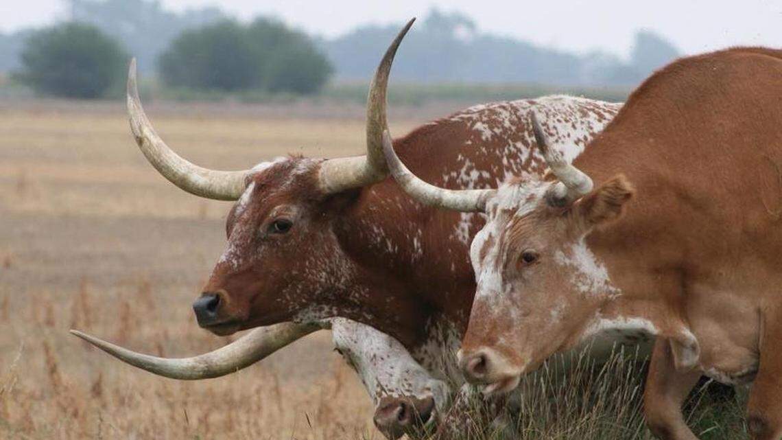 The five employees from a Fort Worth-based company who were indicted Feb. 11 in a $220 million cattle sale fraud are accused of falsifying records to cover their scheme and paying themselves seven-figure salaries, according to court documents.