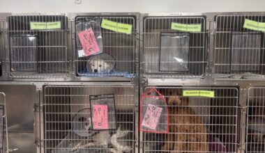 The surgery recovery room at the Houston Humane Society.