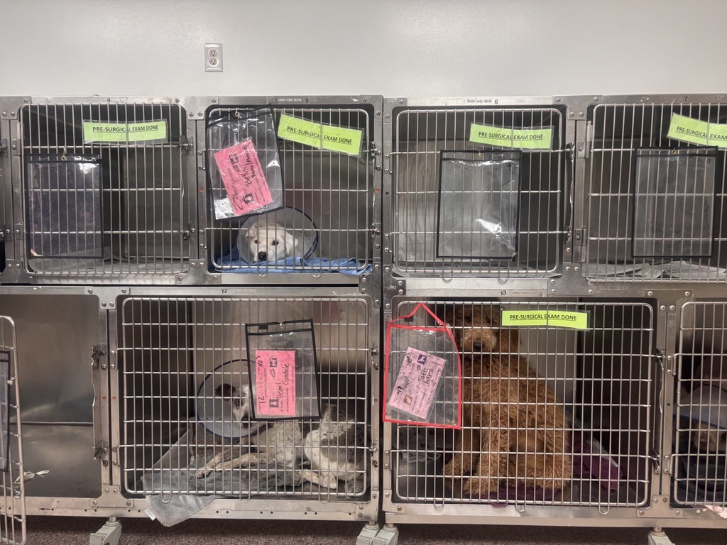 The surgery recovery room at the Houston Humane Society.