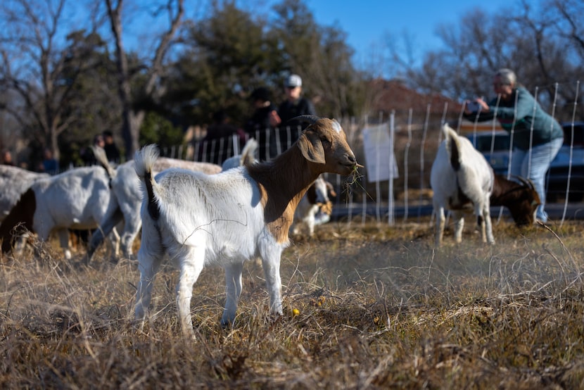 Goats can be seen grazing just across the street from the Bath House Cultural Center Feb. 5,...