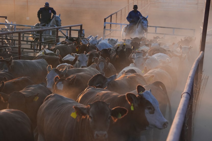 Ranch hands move cattle at a ranch that supplies livestock for export to the U.S., in...