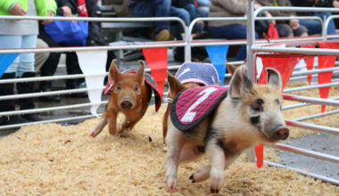 What to know about the 2026 San Antonio Stock Show & Rodeo