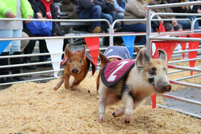 What to know about the 2026 San Antonio Stock Show & Rodeo