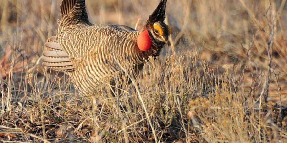 Endangered species protections removed for Lesser Prairie Chicken