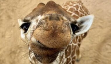 Kicheko the giraffe smiles for the camera at the San Antonio Zoo. His name means "laughter" in Swahili. (Credit: San Antonio Zoo)