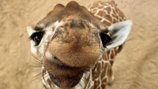 Kicheko the giraffe smiles for the camera at the San Antonio Zoo. His name means "laughter" in Swahili. (Credit: San Antonio Zoo)