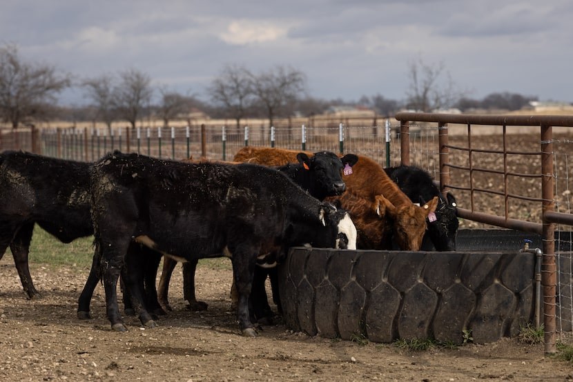Cattle drink from a trough at A&M McGregor Research Center on Jan. 21, 2026, in McGregor. A...