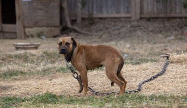 More than 200 dogs seized around Dallas in one of largest dogfighting busts in Texas