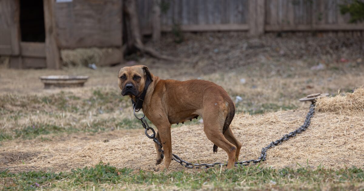 More than 200 dogs seized around Dallas in one of largest dogfighting busts in Texas