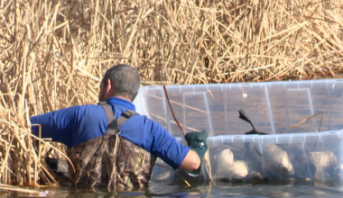 Hundreds of dead birds found in Ransom Canyon amid avian flu concerns