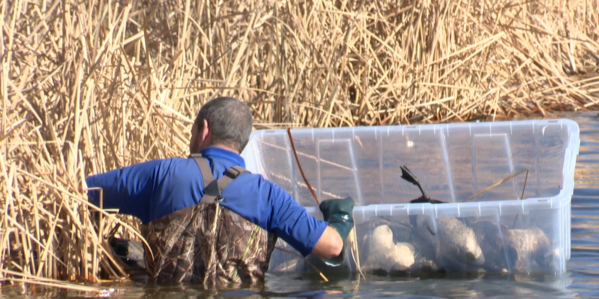 Hundreds of dead birds found in Ransom Canyon amid avian flu concerns