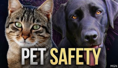 Valentine’s Day pet safety: El Paso Animal Services warns of hidden hazards