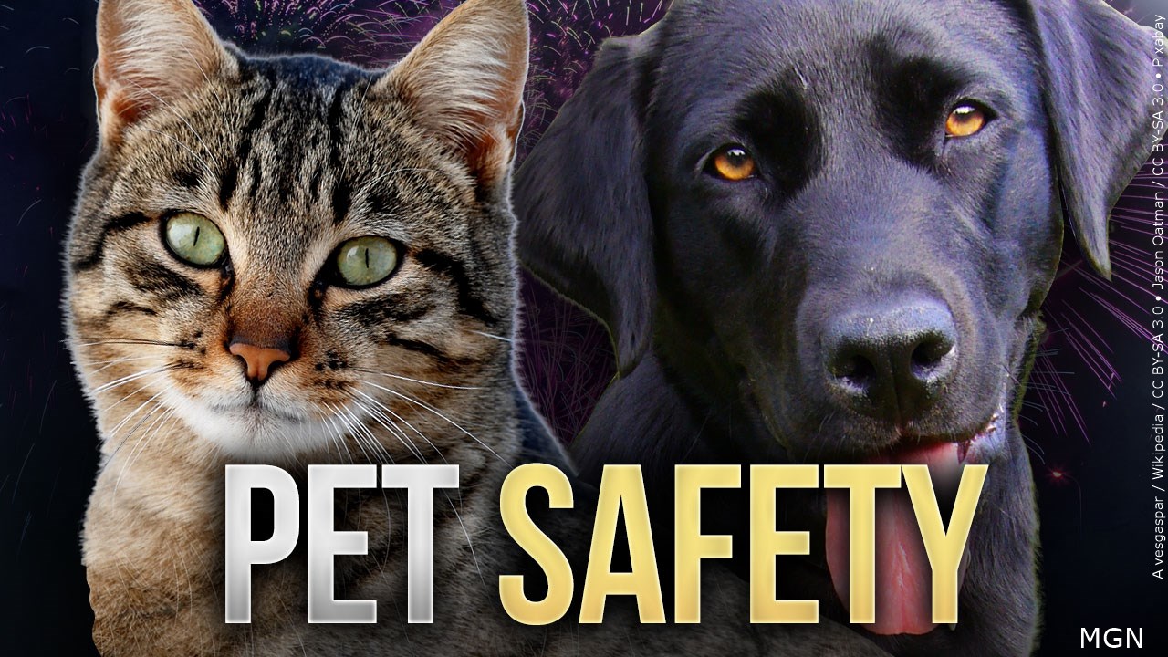 Valentine’s Day pet safety: El Paso Animal Services warns of hidden hazards