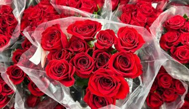 Why Valentine’s roses wilt — and how UT Arlington scientists are trying to stop it