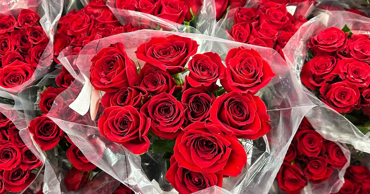 Why Valentine’s roses wilt — and how UT Arlington scientists are trying to stop it