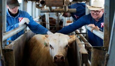 San Antonio Stock Show & Rodeo draws students hoping to win