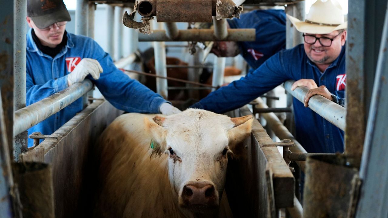 San Antonio Stock Show & Rodeo draws students hoping to win
